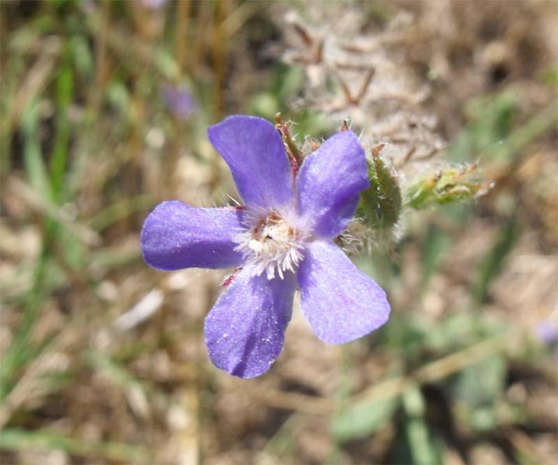 Anchusa officinalis
